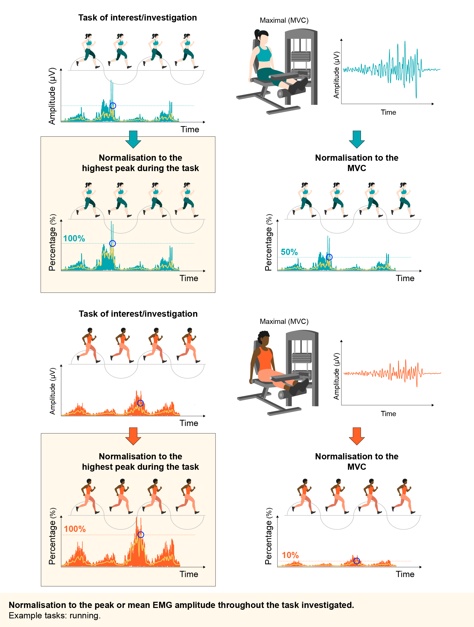 Normalization to the peak or mean EMG amplitude during the task investigated